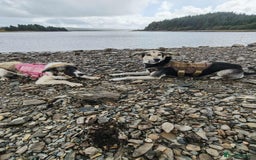 Mixed Breed dogs for adoption: FLOSSIE  - Advert 8