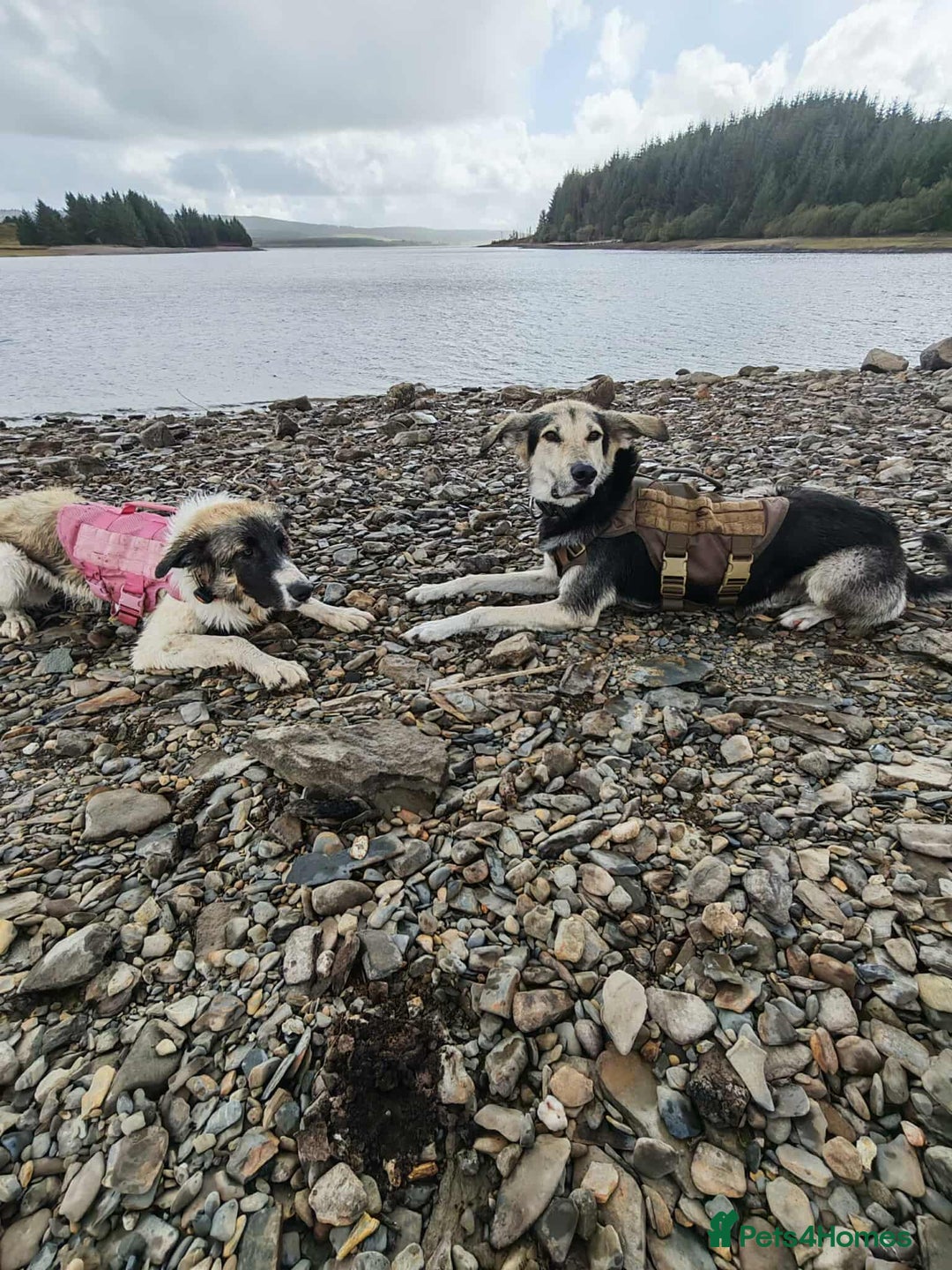 Mixed Breed dogs for adoption: FLOSSIE  - Advert 8