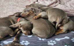 Miniature Dachshund dogs for sale: Silver and Tan Miniature Dachshunds  - Image 2