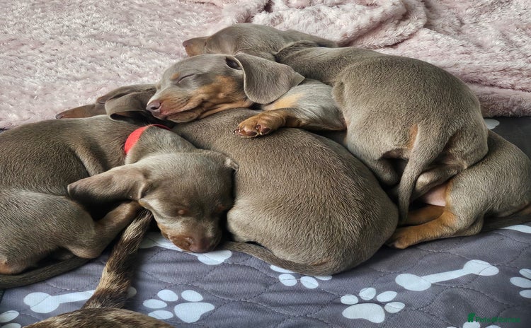 Miniature Dachshund dogs - Advert 1