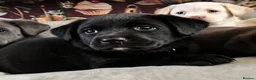 Labrador Retriever dogs for sale: 6 stunning female labrador puppies - Advert 2