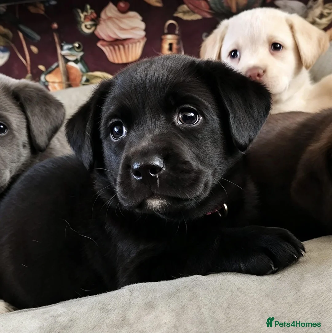 Labrador Retriever dogs for sale: 6 stunning female labrador puppies - Advert 2