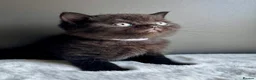 British Shorthair cats for sale: British shorthair kittens  - Advert 6
