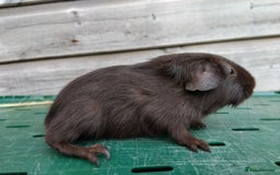 Guinea Pig rodents for sale: Swiss, Dalmation, Self, Baby Boars. - Image 8