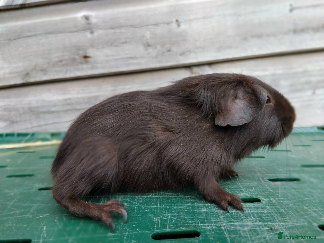 Guinea Pig rodents for sale: Swiss, Dalmation, Self, Baby Boars. - Image 8