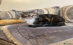 British Shorthair cats for sale: Two Beautiful Loving Male Cats  - Advert 7