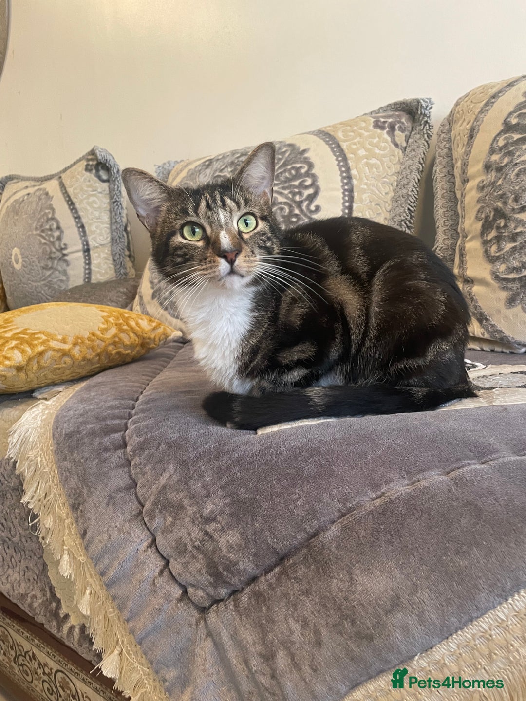 British Shorthair cats for sale: Two Beautiful Loving Male Cats  - Advert 7