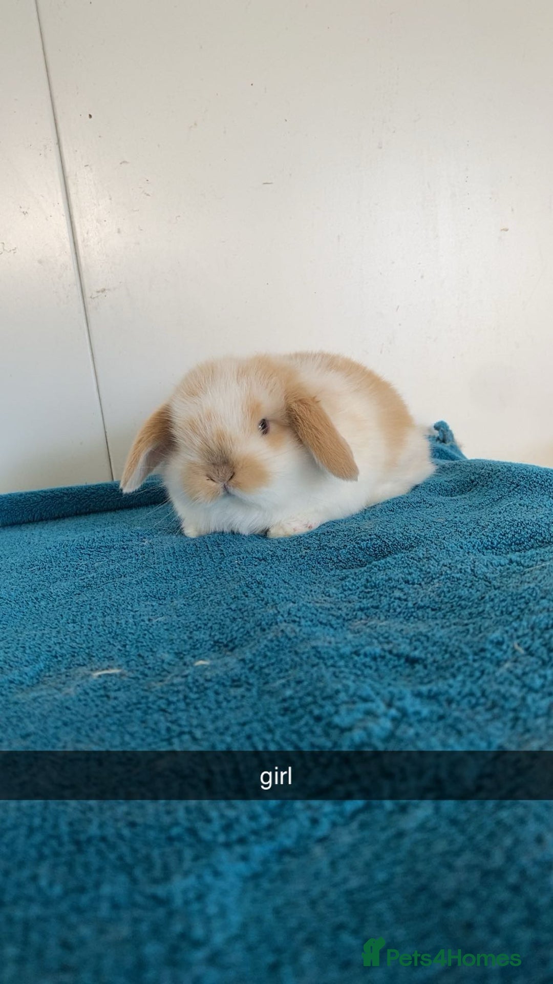 Mini Lop rabbits for sale: Pure mini lops for reserve  - Image 2
