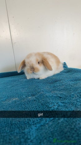 Mini Lop rabbits - Advert 4