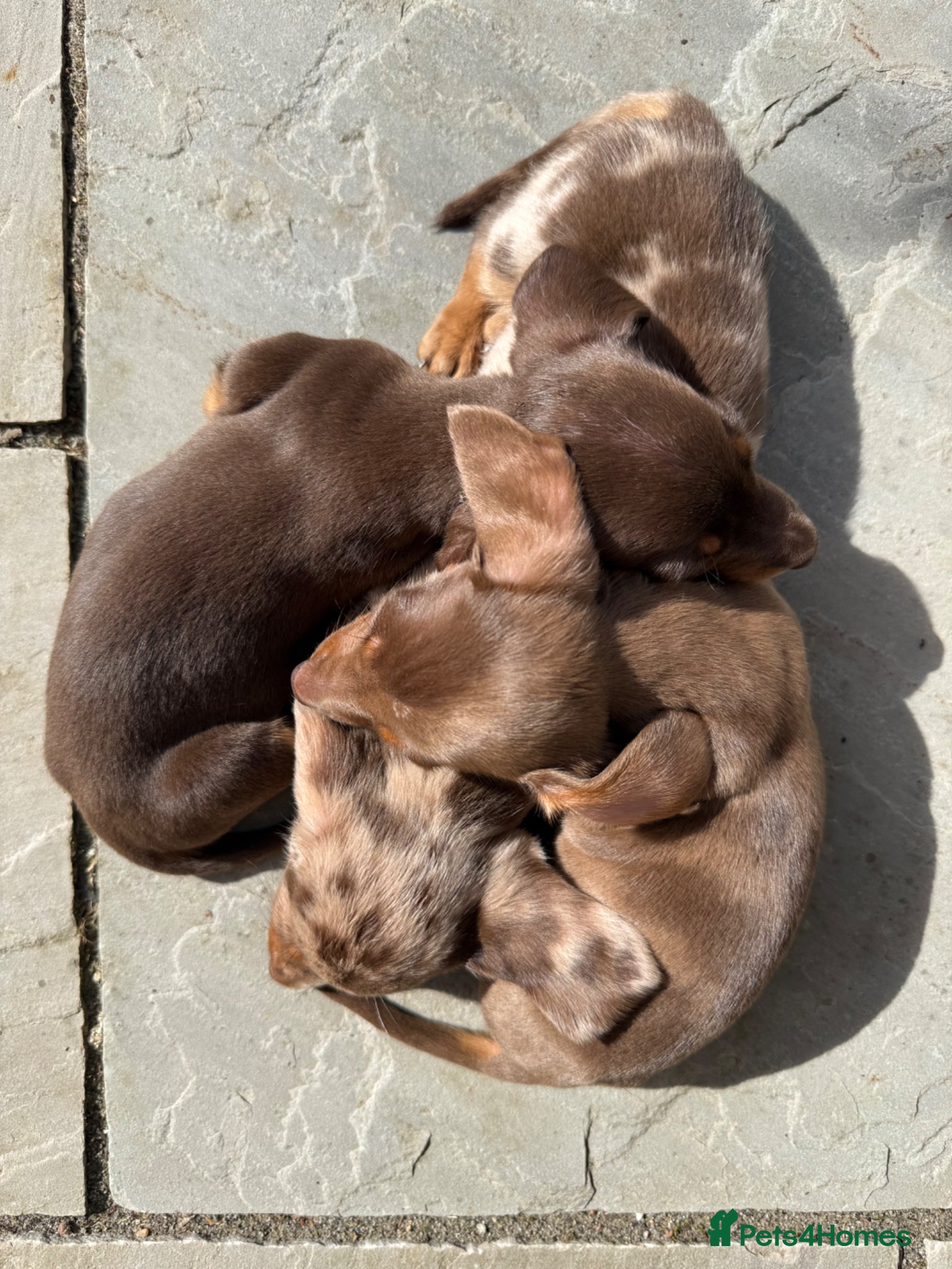 Miniature Dachshund dogs Last girl & boy left - Isabella & Tan dapple - Advert 2