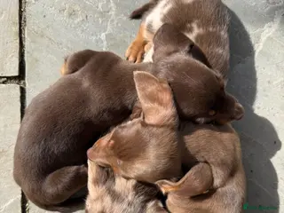 Miniature Dachshund dogs Last girl & boy left - Isabella & Tan dapple - Advert 2