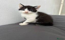 British Longhair cats for sale: 3 kittens looking for new home - Image 2