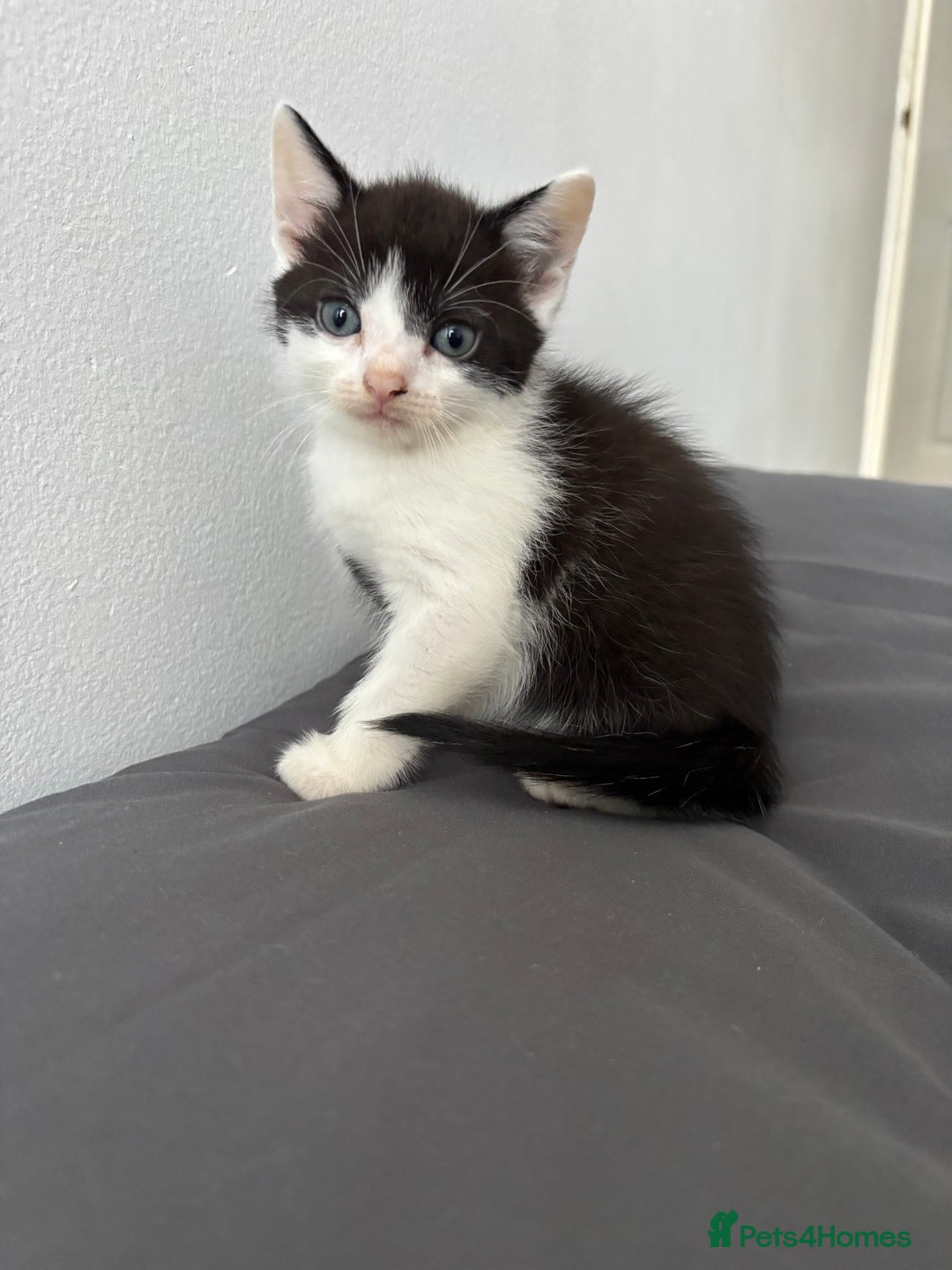 British Longhair cats for sale: 3 kittens looking for new home - Image 2