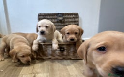 Labrador Retriever dogs for sale: My lovely Labrador puppies - Image 14