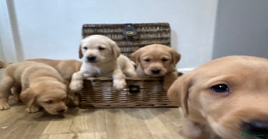 Labrador Retriever dogs - Advert 1