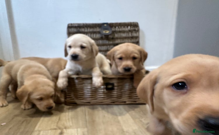 Labrador Retriever dogs - Advert 1