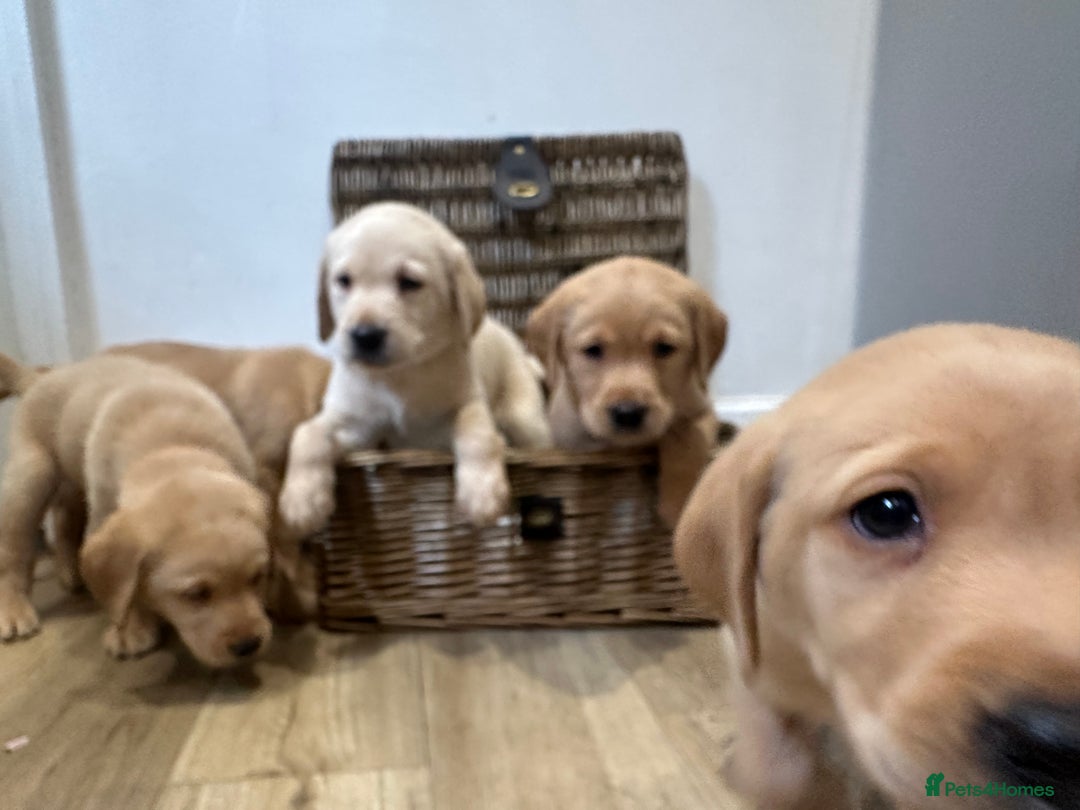 Labrador Retriever dogs for sale: My lovely Labrador puppies - Image 14