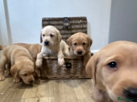 Labrador Retriever dogs - Advert 8
