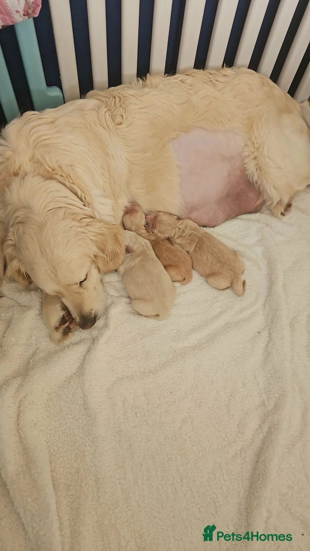 Golden Retriever dogs for sale: KC registered golden retriever puppies - Advert 2