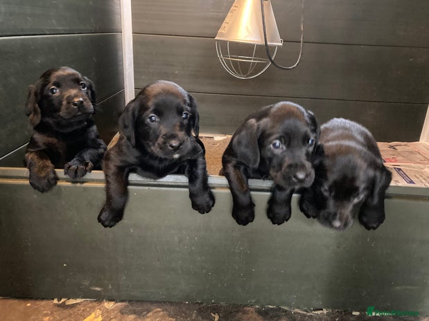 Springador puppies for sale | Pets4Homes