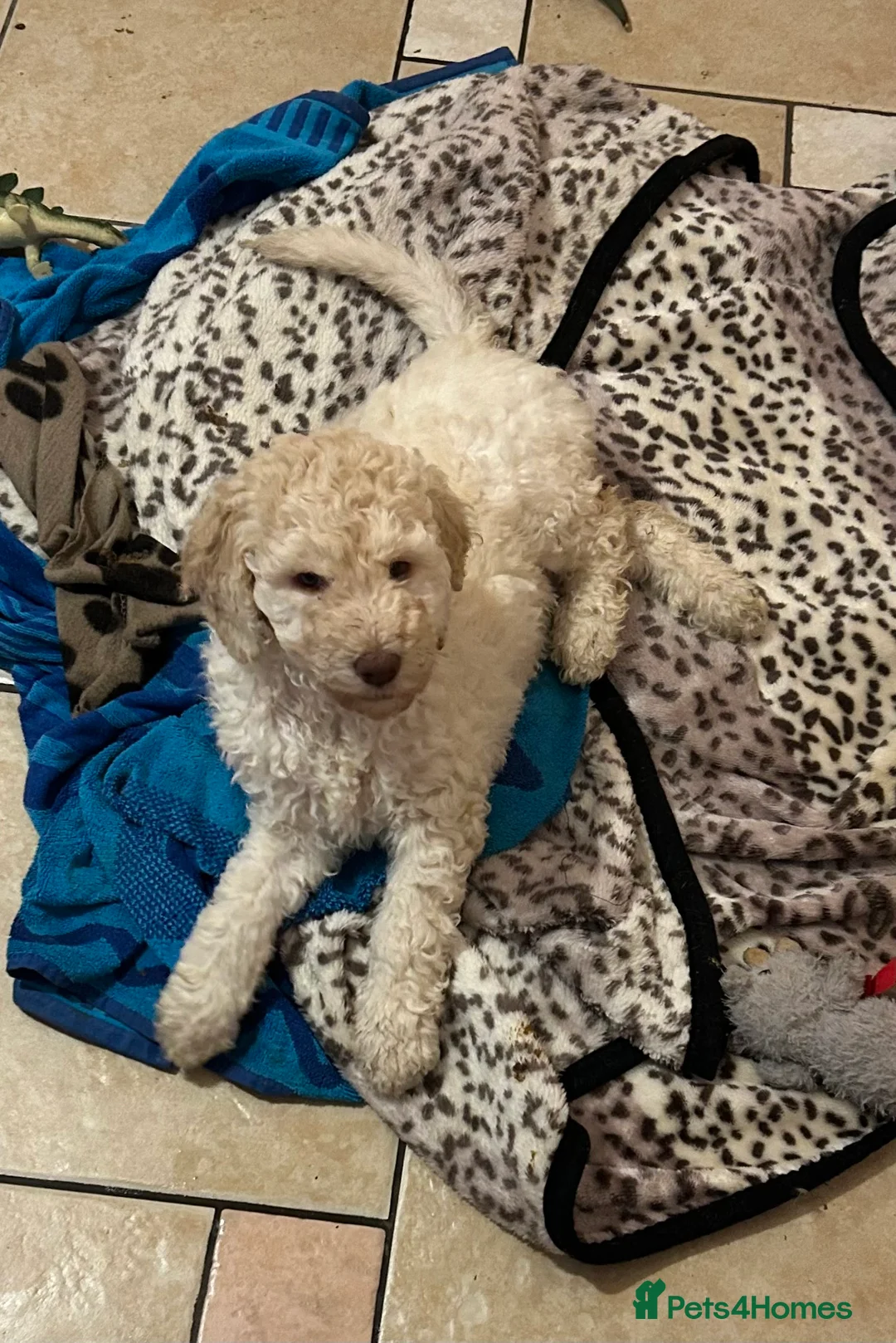 Labradoodle dogs for sale: Two beautiful female labradoodle puppies  - Advert 6