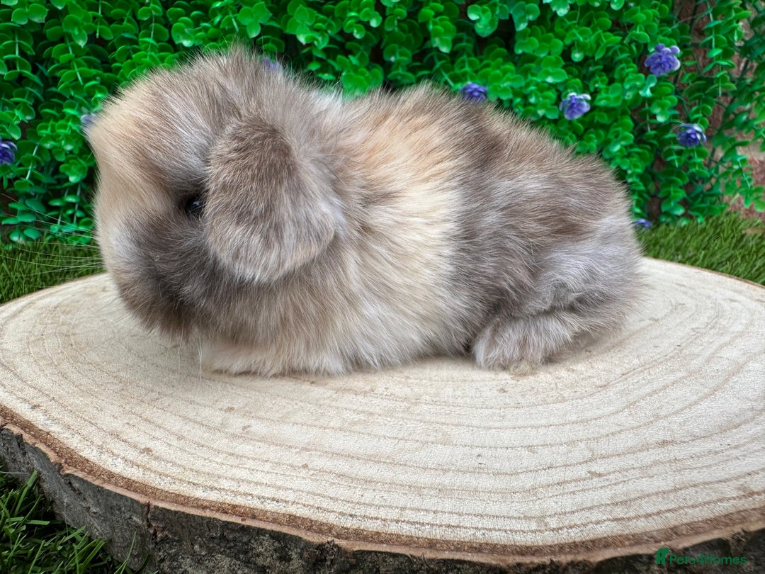 Mini Lop rabbits for sale: Stunning mini lops - Image 14