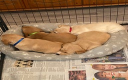 Cockerdor dogs for sale: Adorable f1 cockerdor puppies - Image 40