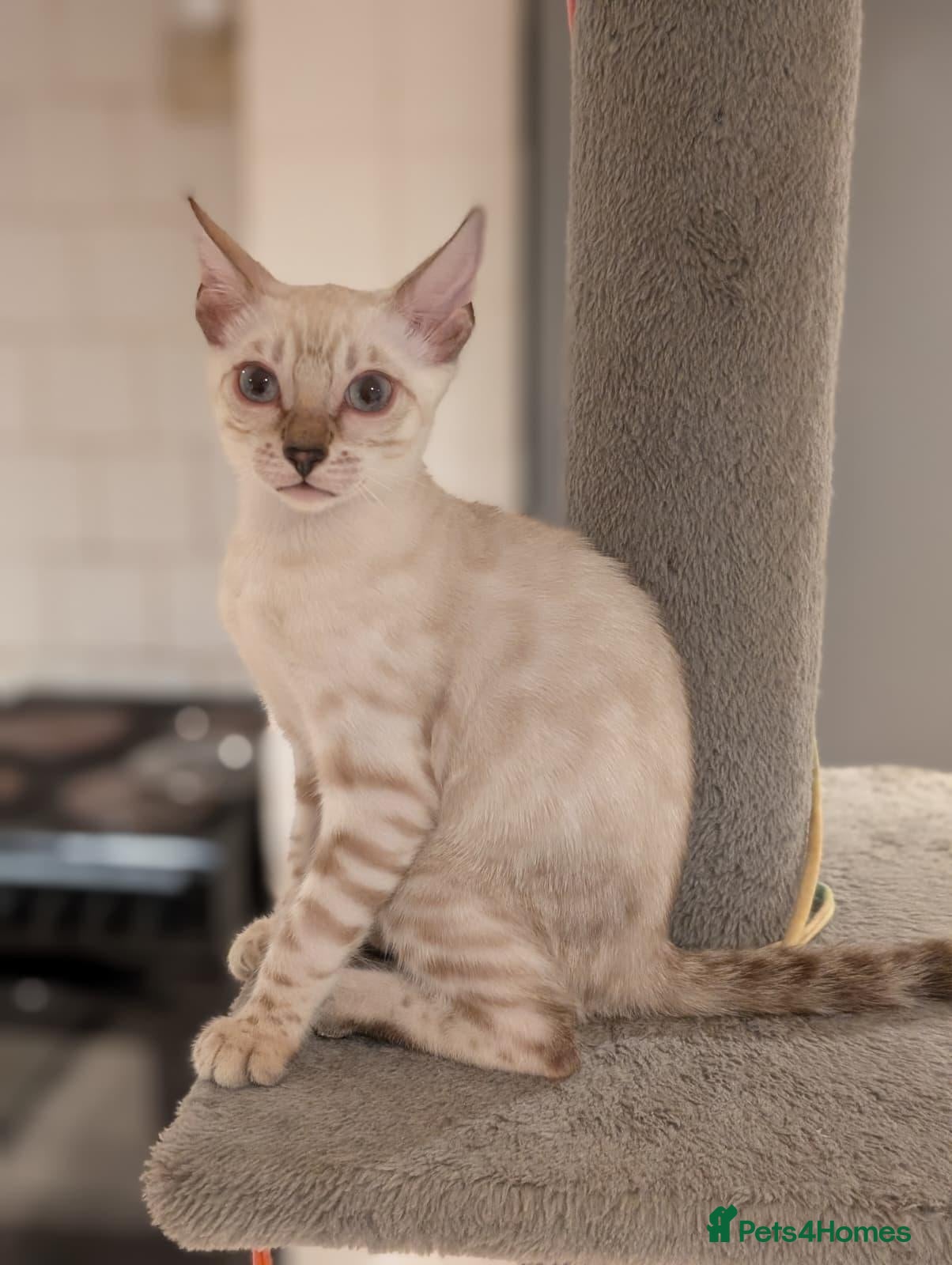 Bengal cats 🐆✨ TICA-Registered Bengals 🐆✨ - Advert 2