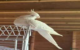 Cockatiels birds for sale: Two male cockatiels - Advert 4