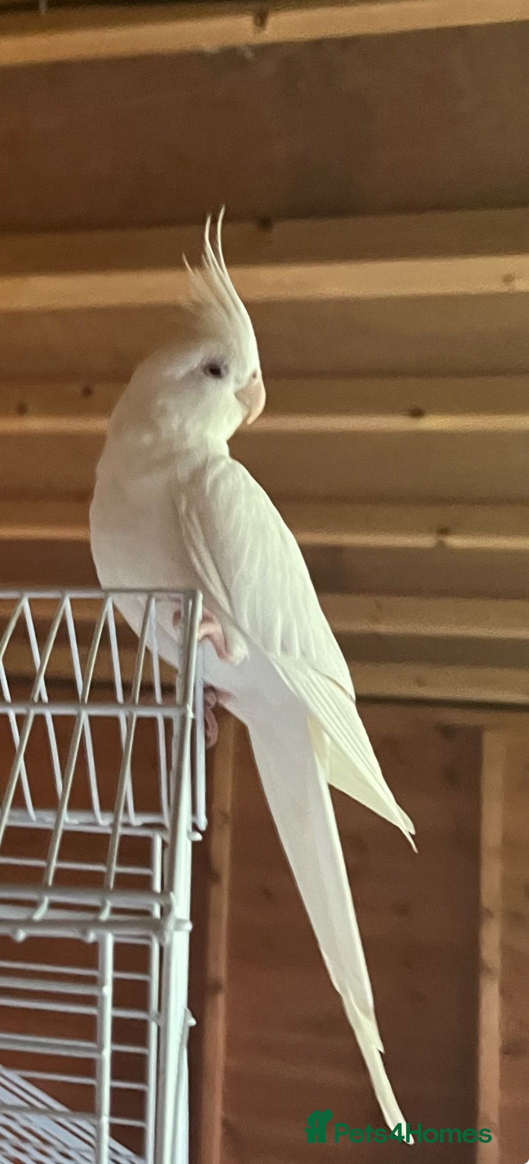 Cockatiels birds for sale: Two male cockatiels - Advert 4