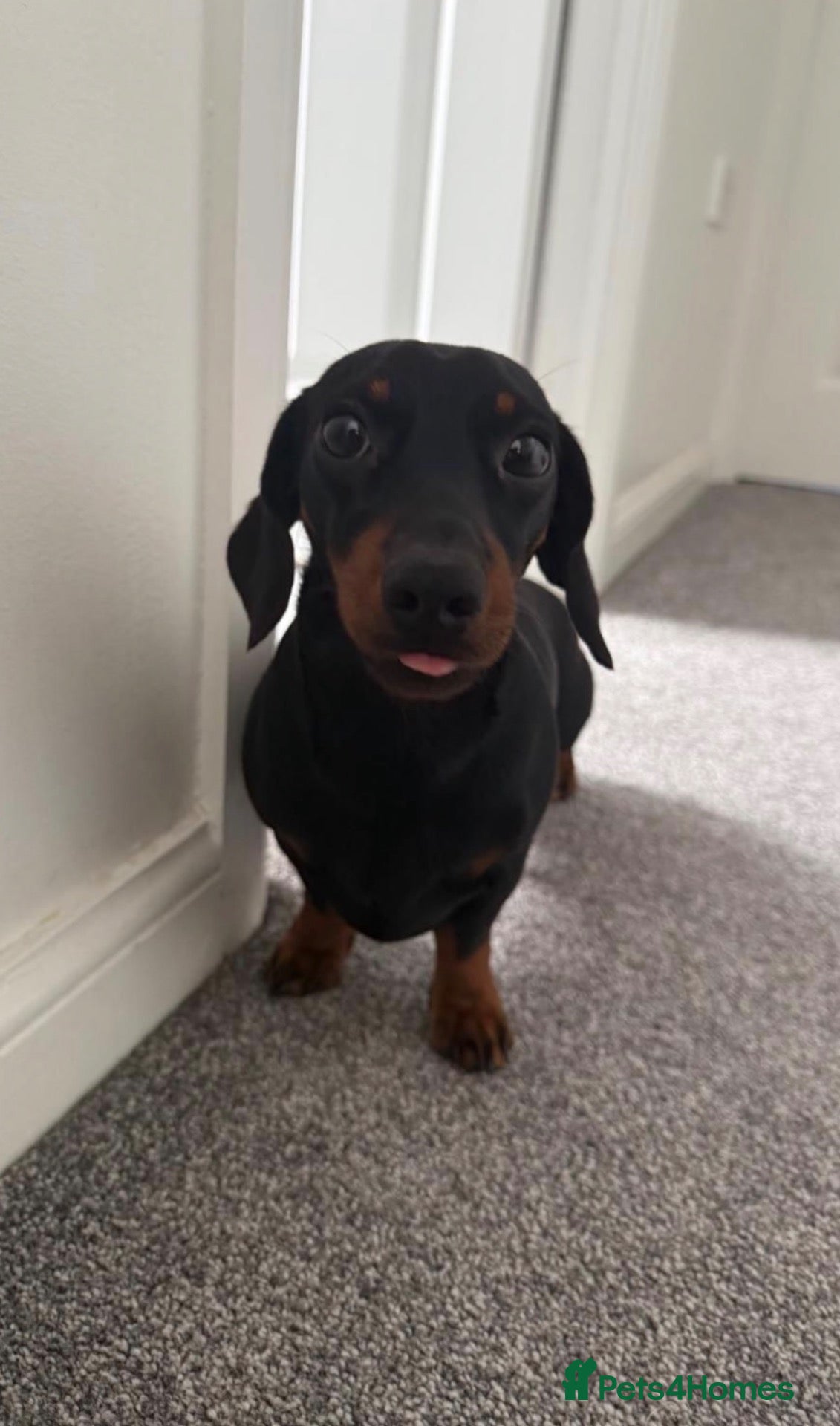 Miniature Dachshund dogs Beautiful miniature dachshunds - Advert 2