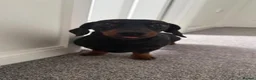Miniature Dachshund dogs for sale: Beautiful miniature dachshunds - Advert 2