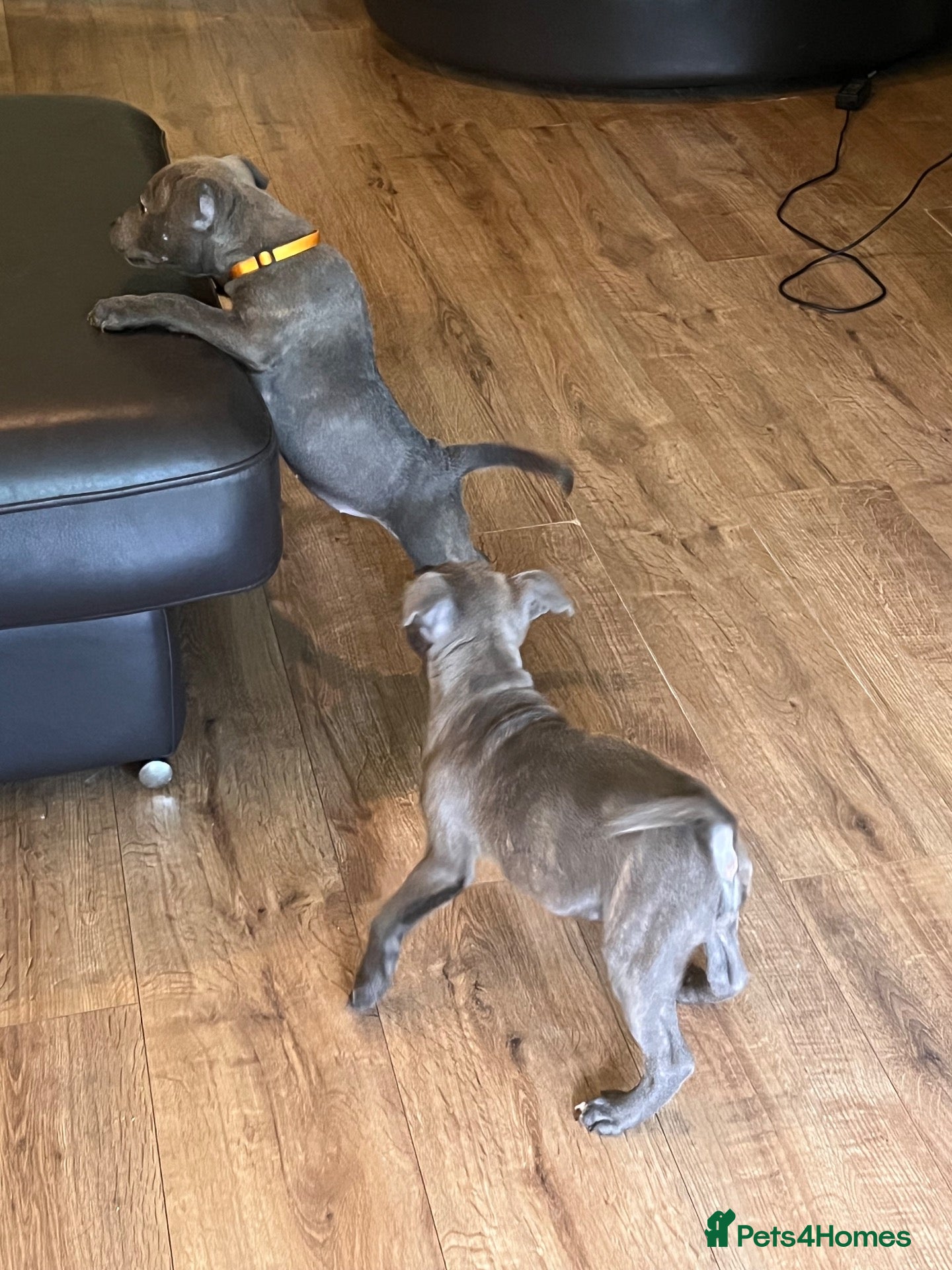 Staffordshire Bull Terrier dogs K. C registered blue Staffordshire puppies - Advert 2