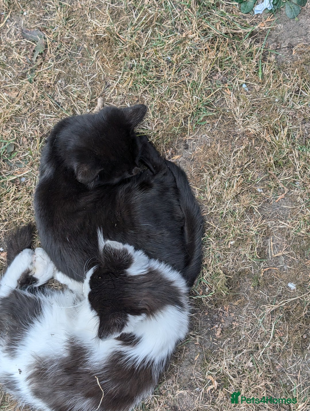 Persian cats for sale: Kitten for adoption free  - Image 3