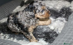Cavapoo dogs for sale: Blue merle phantom Cavapoo female puppy - Advert 4