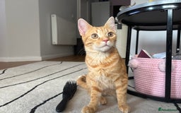 Bengal cats for sale: Bengal Kitten  - Image 2