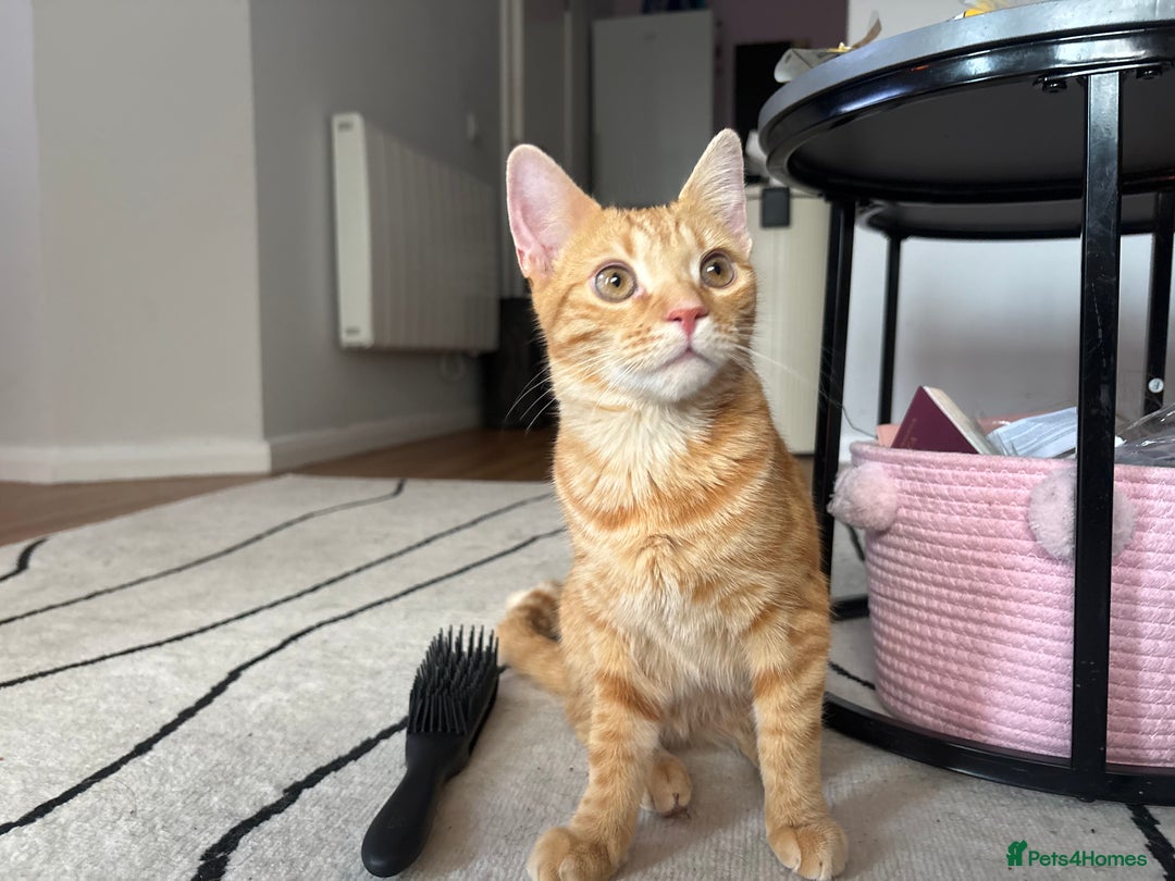 Bengal cats for sale: Bengal Kitten  - Image 2