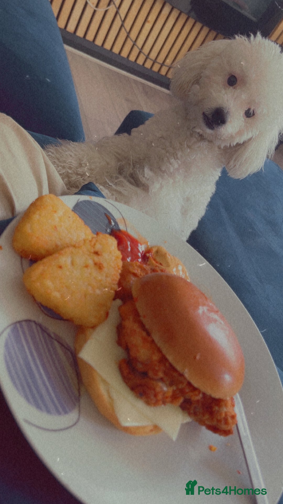 Toy Poodle dogs for sale: Toy poodle  - Image 4