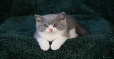 British Shorthair cats - Advert 2