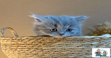 British Longhair cats - Advert 1