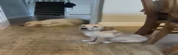 Golden Retriever dogs for sale: KC GOLDEN RETRIEVER PUPS, HEALTH TESTED PARENTS - Advert 8