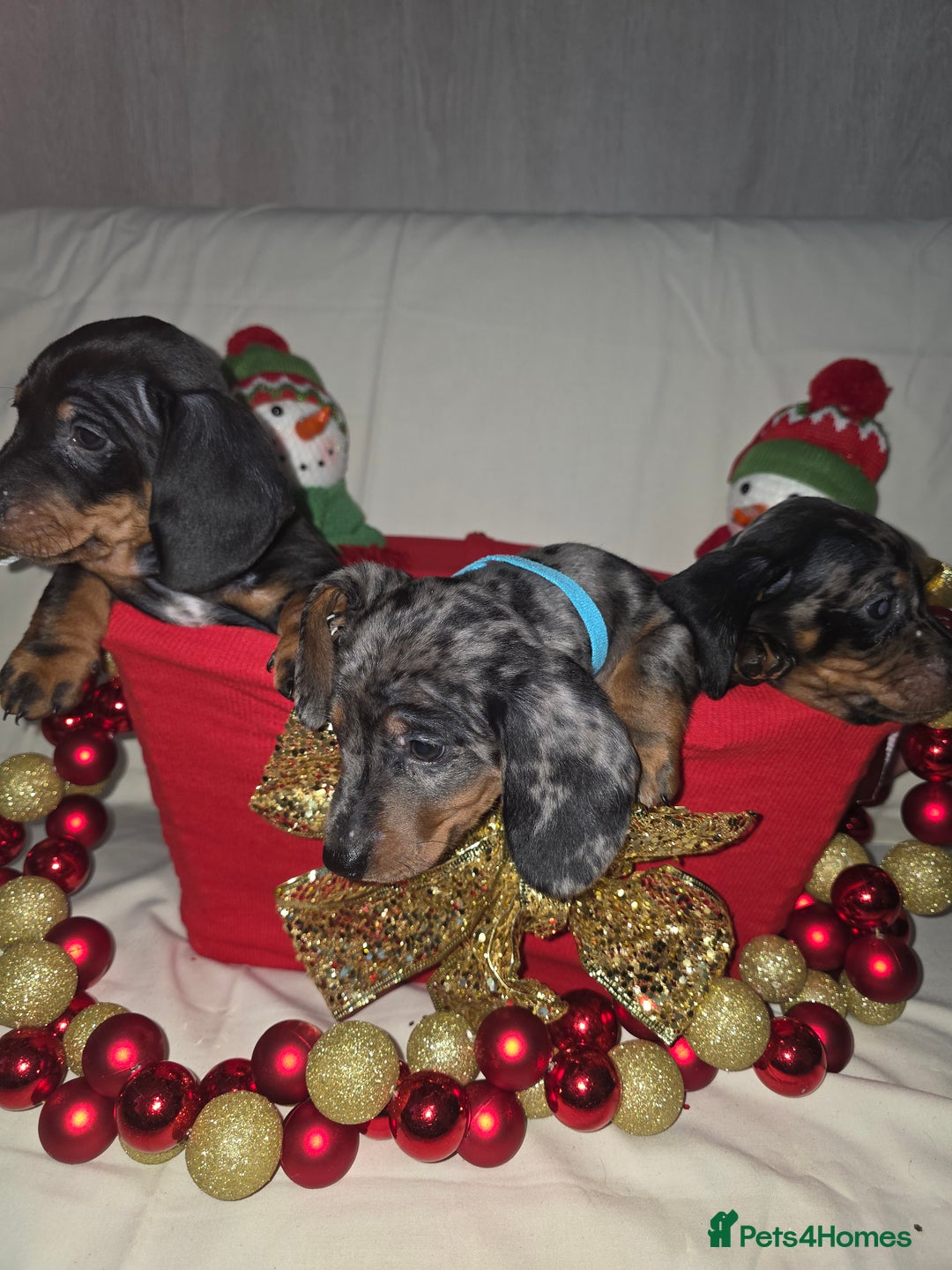 Miniature Dachshund dogs for sale: Miniature dachshund  - Advert 1