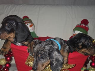 Miniature Dachshund dogs Miniature dachshund - Advert 1