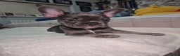 French Bulldog dogs for sale: Stunning Frenchies - Advert 3
