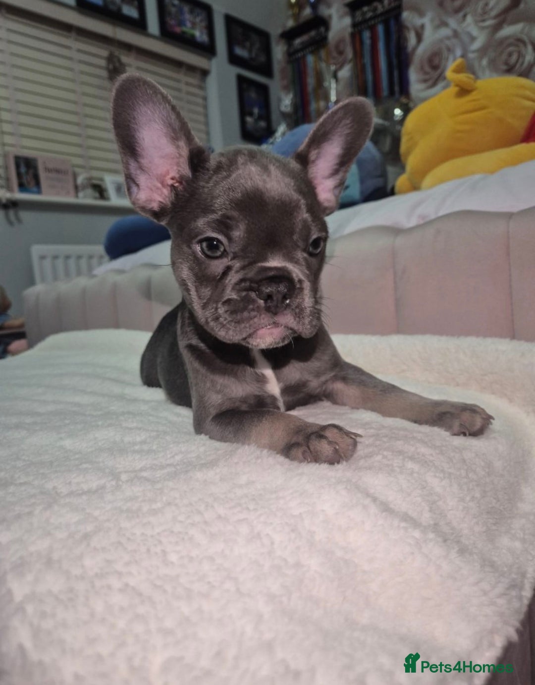 French Bulldog dogs for sale: Stunning Frenchies - Advert 3