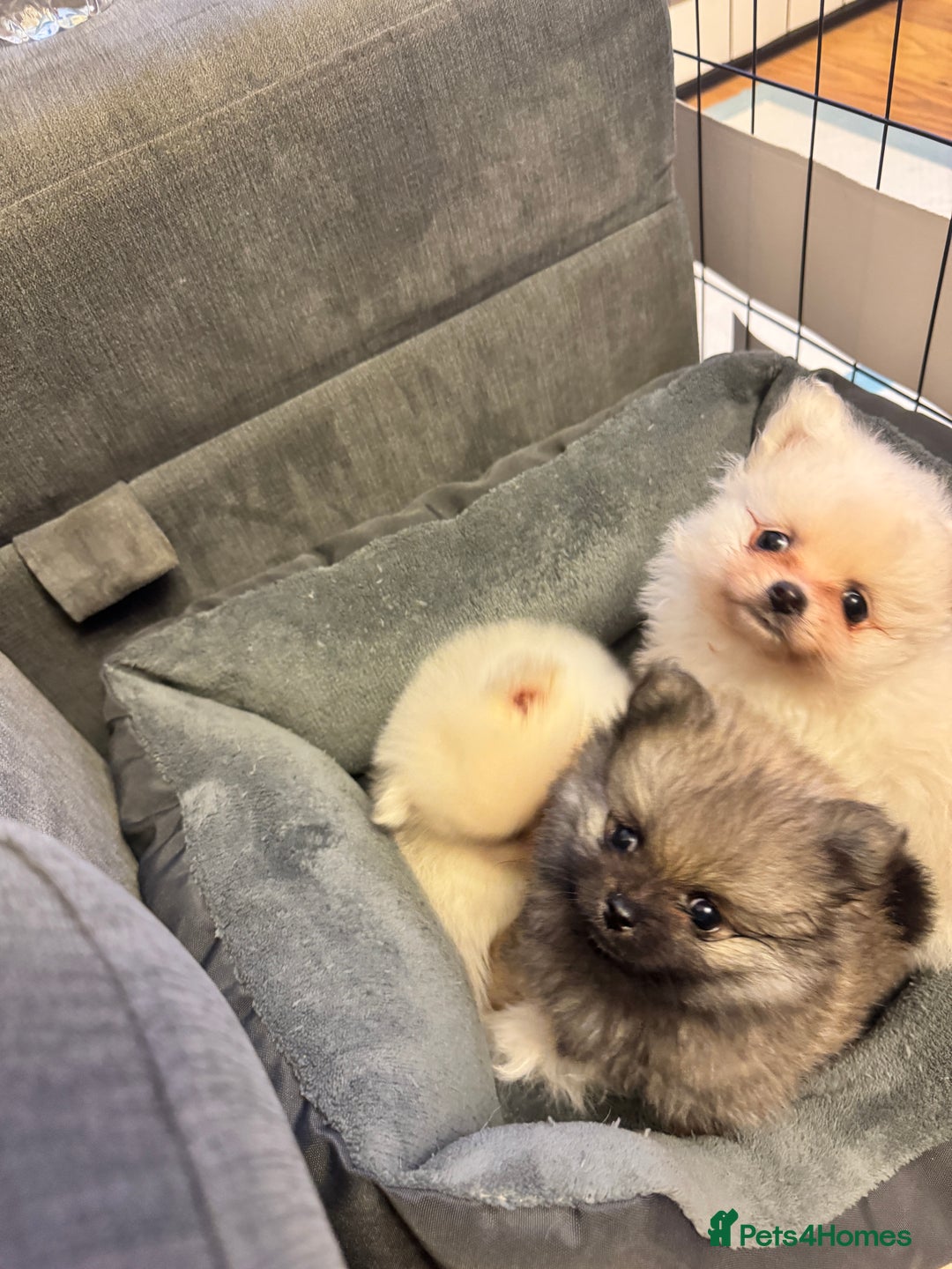 Pomeranian dogs for sale: ❤️Beautiful Pomeranian puppies❤️ - Advert 9