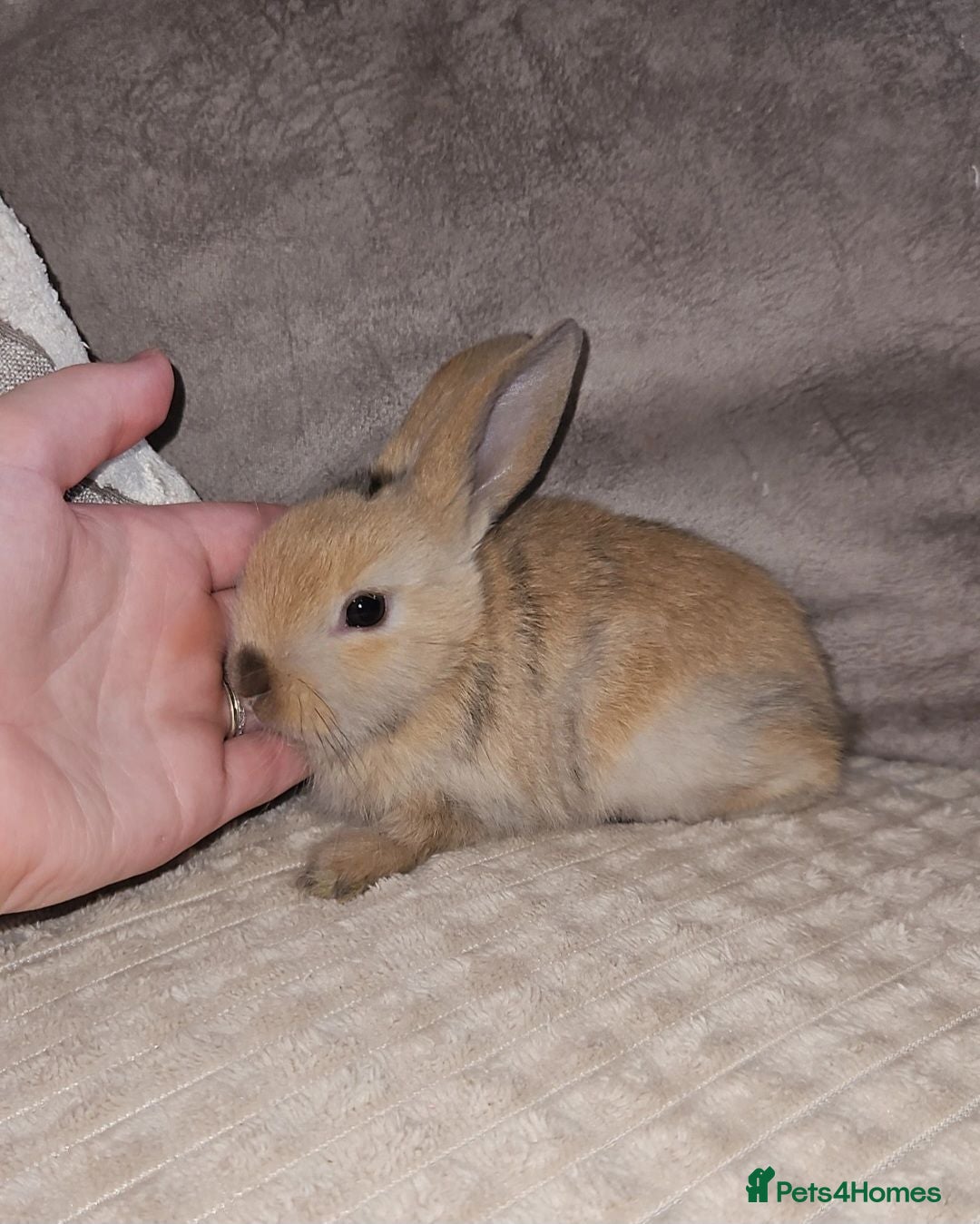 Mini Lop rabbits Mini lop bunnies - Advert 2
