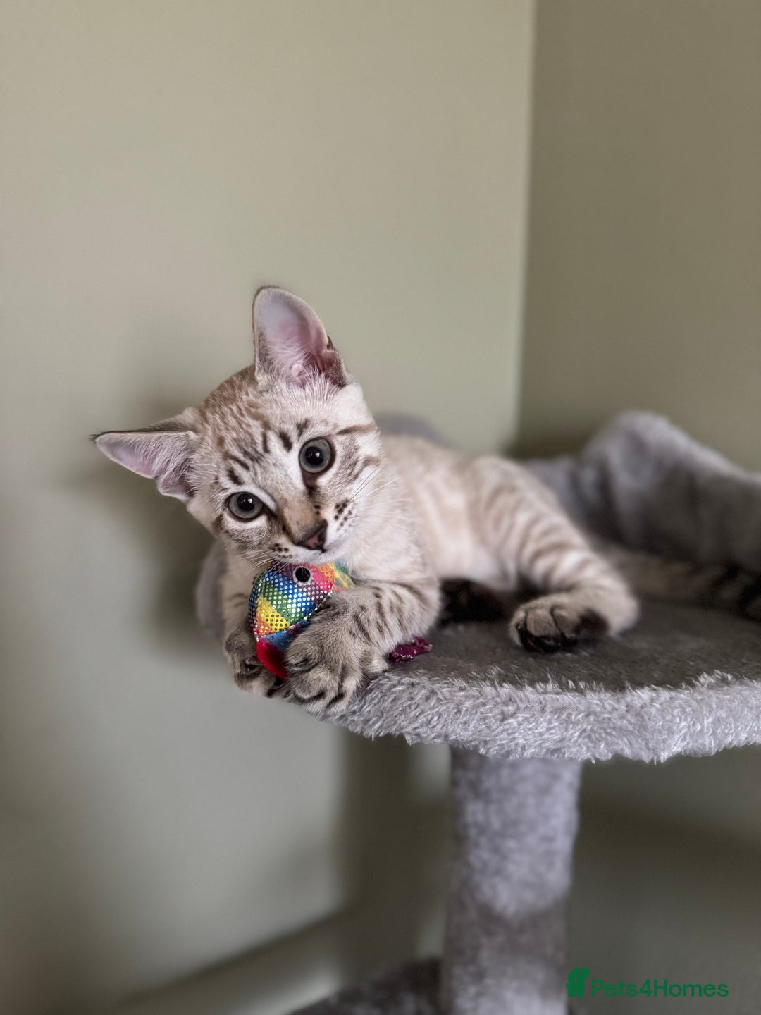 Bengal cats for sale: Snow Bengal Male  - Image 1
