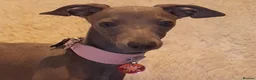 Italian Greyhound dogs for sale: EXCEPTIONAL TOP QUALITY KC REG. ITALIAN GREYHOUNDS in Bury Saint Edmunds - Advert 4
