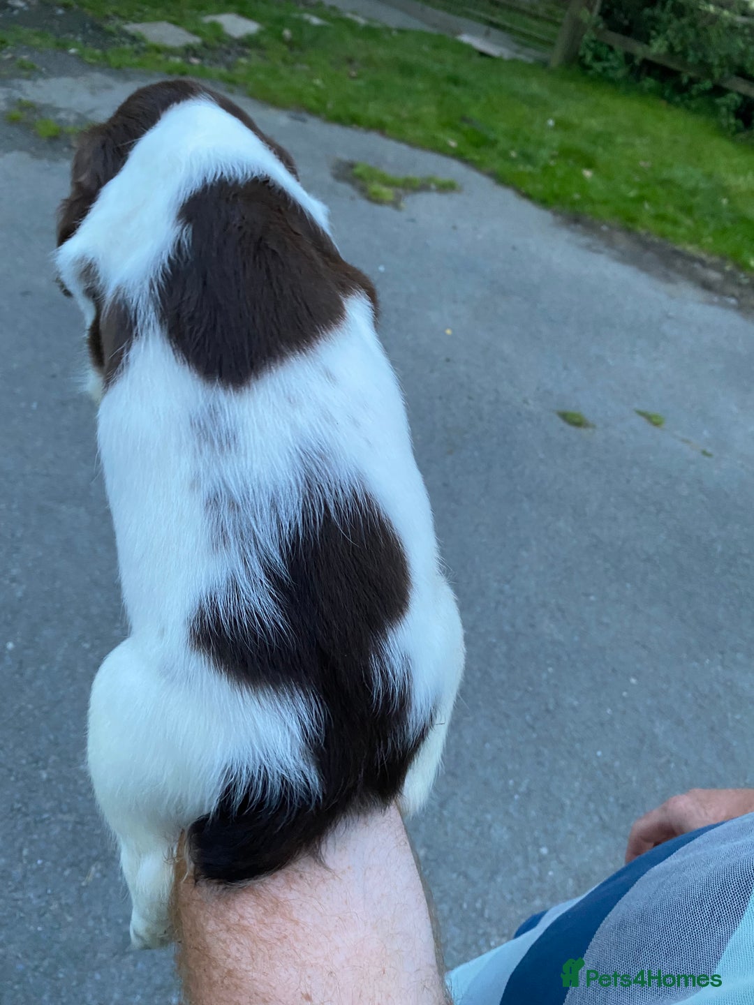 English Springer Spaniel dogs for sale: Last 2!! KC Reg Springer Spaniel Puppies - Image 6